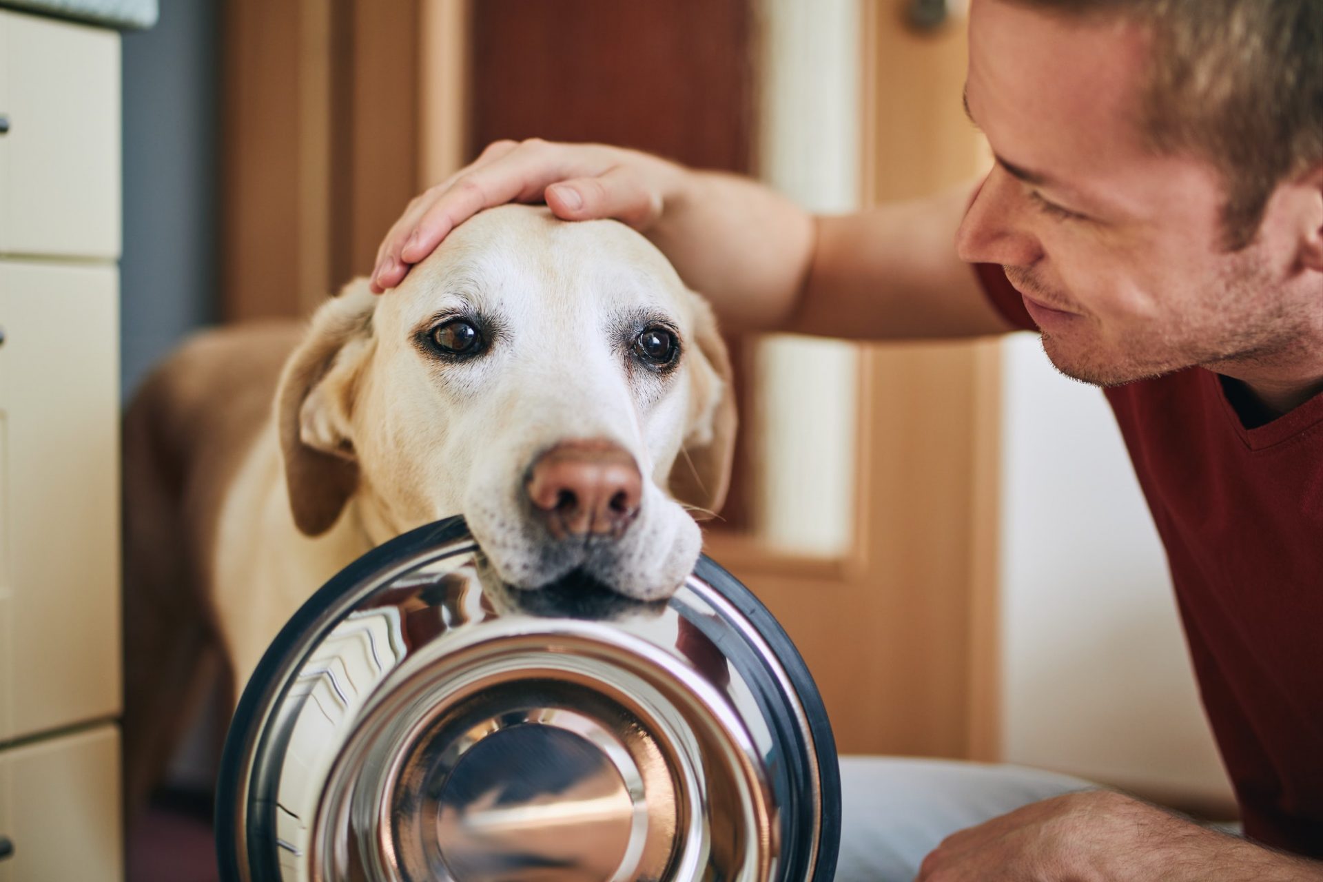 Understanding the five senses of your pet