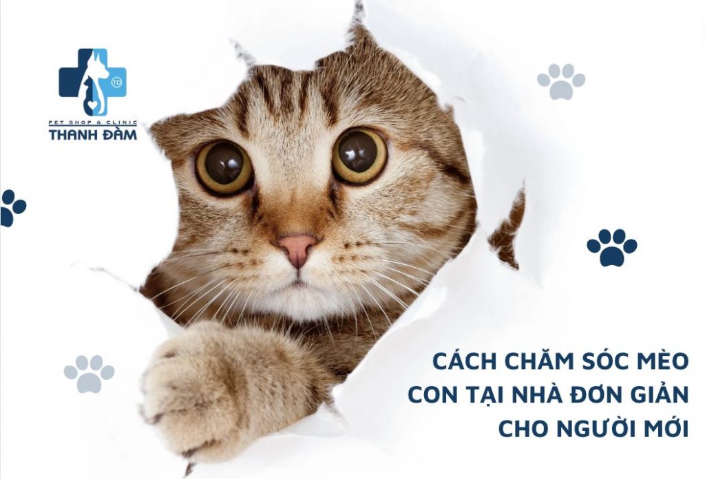 Cách chăm sóc mèo con tại nhà đơn giản cho người mới.