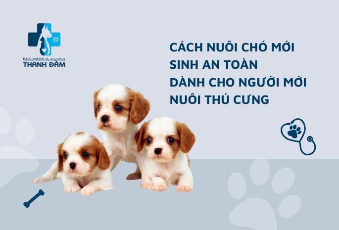 Cách nuôi chó mới sinh an toàn dành cho người mới nuôi thú cưng