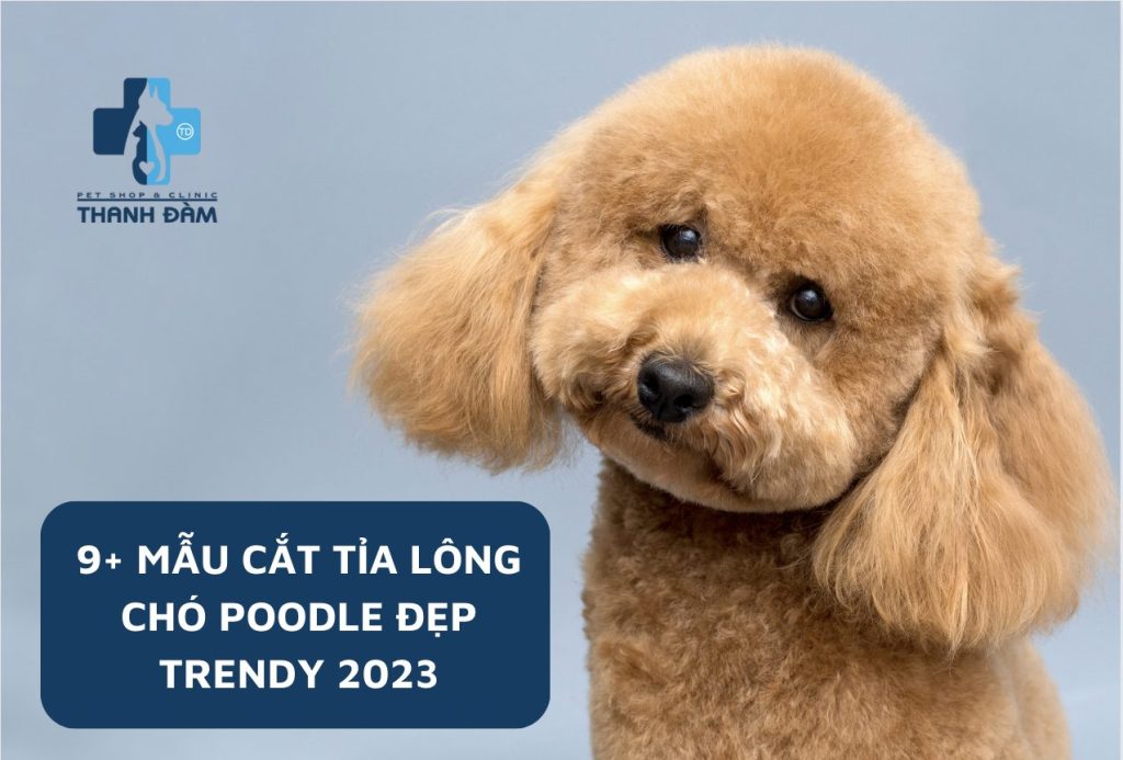 9+ mẫu cắt tỉa lông chó Poodle đẹp 2023