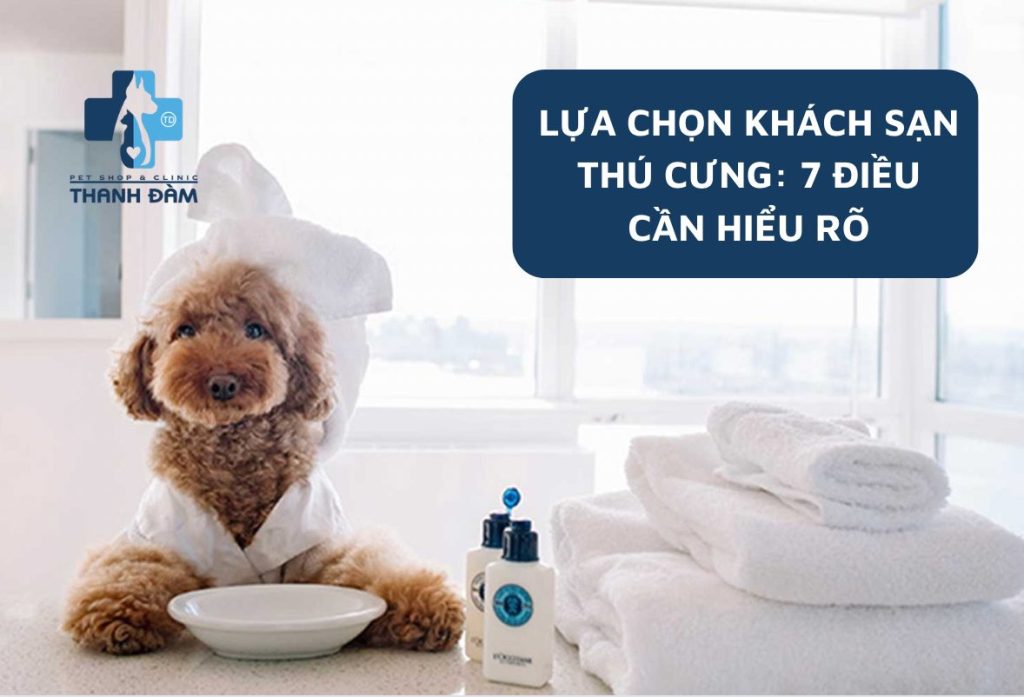 Chọn một khách sạn thú cưng: 7 điều cần hiểu rõ