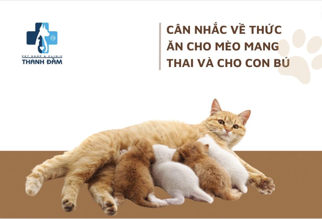 Cân nhắc về thức ăn cho mèo mang thai và cho con bú