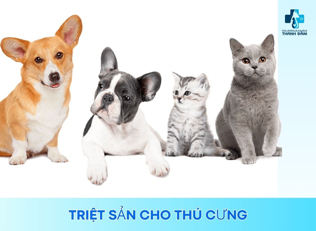 Triệt sản cho thú cưng: Quy trình, lợi ích và những lưu ý cho chủ nuôi