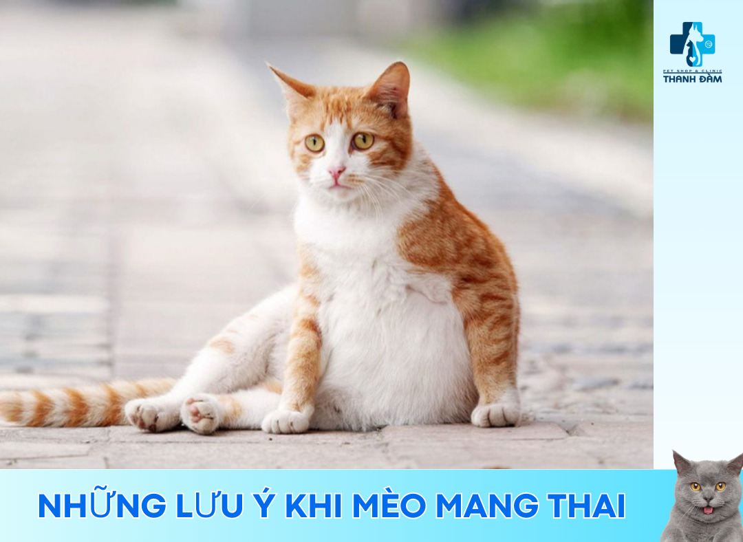 Tổng hợp những điều cần lưu ý khi mèo mang thai