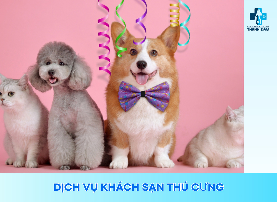 Dịch Vụ Khách Sạn Thú Cưng – Thanh Đàm Pet