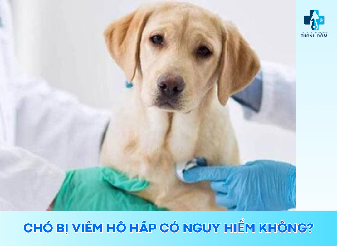 Chó Bị Viêm Hô Hấp Có Nguy Hiểm Hay Không?