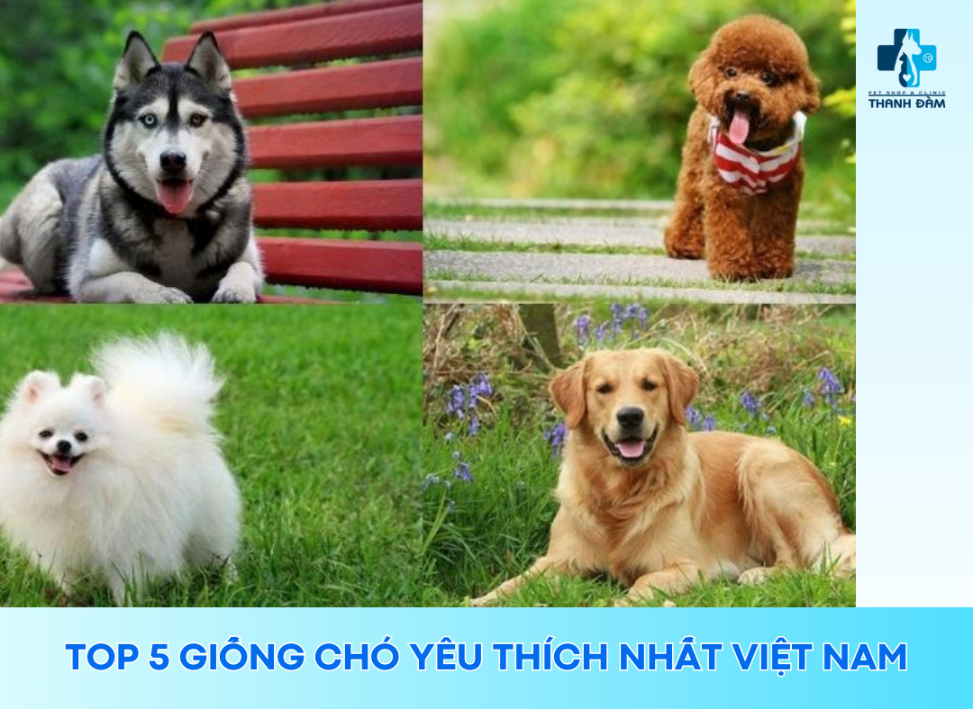 Top 5 Giống Chó Cảnh Được Yêu Thích Nhất tại Việt Nam