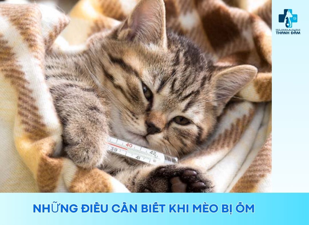 Những Điều Bạn Cần Biết Khi Mèo Bị Ốm