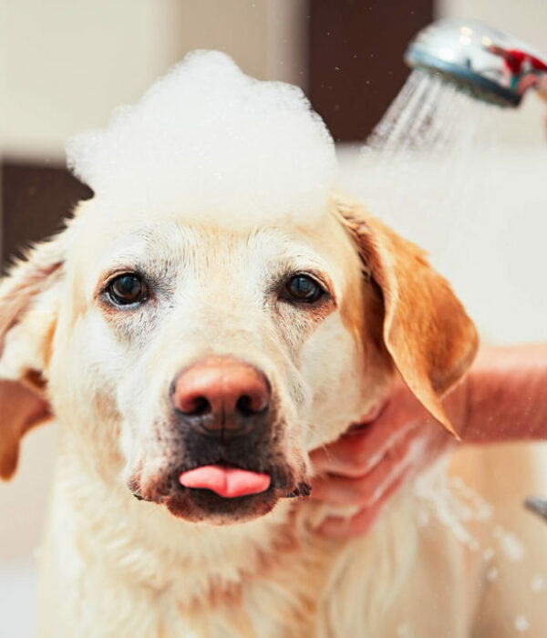 Grooming-Lab-Bath